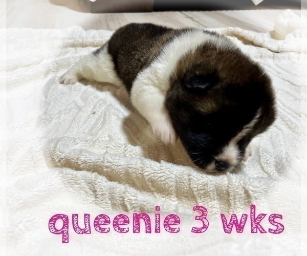 Medium Photo #14 Akita Puppy For Sale in BUTLER, PA, USA