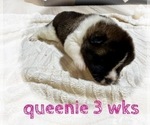 Small #13 Akita