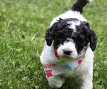 Small Photo #1 Poodle (Standard) Puppy For Sale in PIGEON FORGE, TN, USA