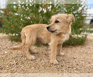 Alec - Male Mutt Dog for Adoption - Photo #2