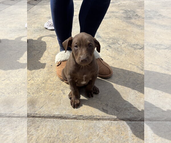 Medium Photo #1 Doberman Pinscher-Unknown Mix Puppy For Sale in Minneaoplis, MN, USA
