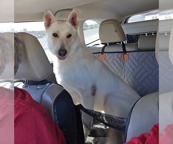Medium Photo #2 - Mix Puppy For Sale in Phoenix, AZ, USA