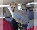 Small Photo #2 - Mix Puppy For Sale in Phoenix, AZ, USA