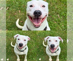 Labrador Retriever Dogs for adoption in Sugar Land, TX, USA