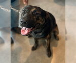 BUDDY - Male American Staffordshire Terrier Dog for Adoption - Small photo