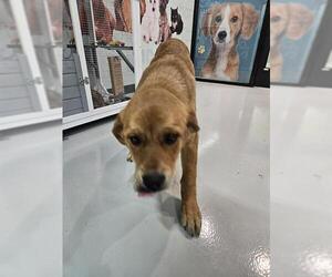 Golden Pyrenees Dogs for adoption in Temple, TX, USA