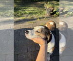 Small #2 Beagle Mix