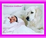 Small Photo #10 English Cream Golden Retriever Puppy For Sale in PRINCETON, WV, USA