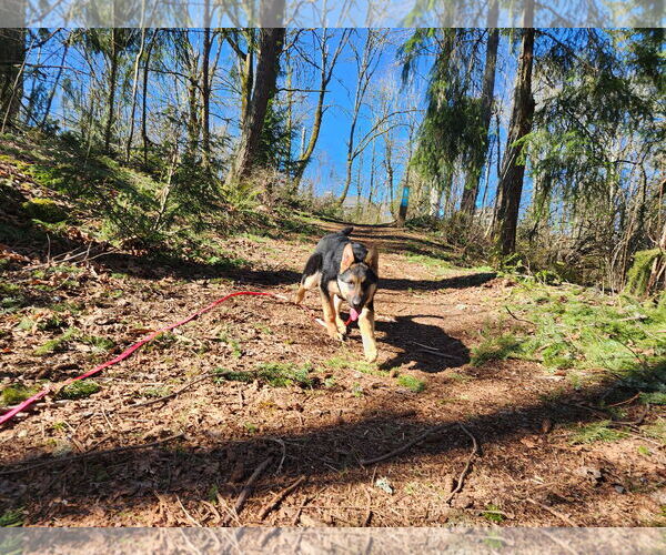 Medium Photo #25 German Shepherd Dog Puppy For Sale in Seattle, WA, USA