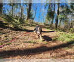 Small #24 German Shepherd Dog