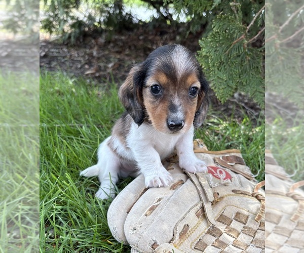Medium Photo #4 Dachshund Puppy For Sale in MIDDLEBURY, IN, USA