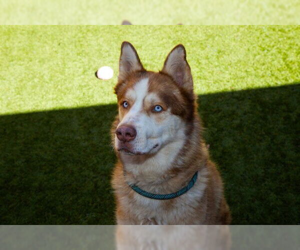 Medium Photo #1 Siberian Husky Puppy For Sale in Moreno Valley, CA, USA