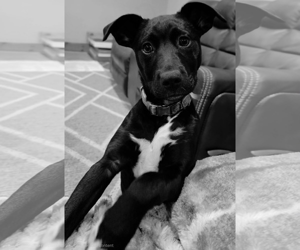 Medium Photo #5 Labrador Retriever-Unknown Mix Puppy For Sale in Germantown, OH, USA