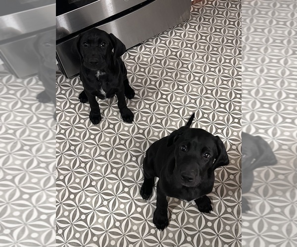 Medium Photo #2 German Shorthaired Lab Puppy For Sale in TACOMA, WA, USA