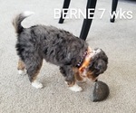 Small Photo #6 Miniature Bernedoodle-Poodle (Toy) Mix Puppy For Sale in HERRIMAN, UT, USA