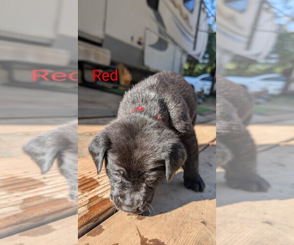 Medium Photo #10 Labrador Retriever Puppy For Sale in PIONEER, CA, USA