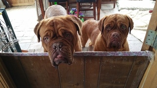Father of the Dogue de Bordeaux puppies born on 04/27/2017