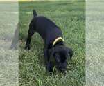 Puppy Mandy German Shorthaired Pointer