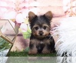 Small Photo #3 Yorkshire Terrier Puppy For Sale in MARIETTA, GA, USA