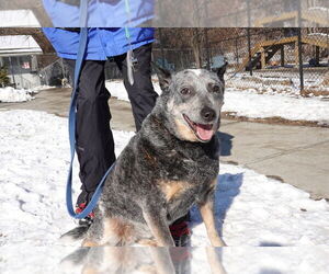 Blossom - Female Mutt Dog for Adoption - Photo #3