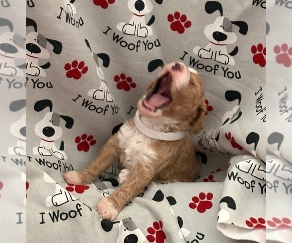 Medium Photo #5 Goldendoodle (Miniature) Puppy For Sale in SAINT MARYS, KS, USA