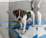 Small #1 Mutt