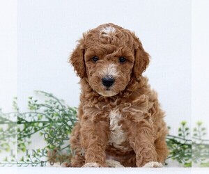 Goldendoodle (Miniature) Puppy for sale in LANCASTER, PA, USA