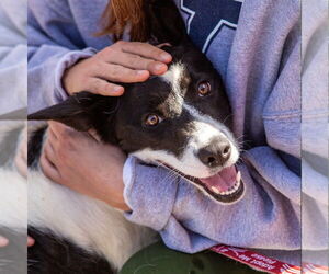 Thea - Female Border Collie-Unknown Mix Dog for Adoption - Photo #3
