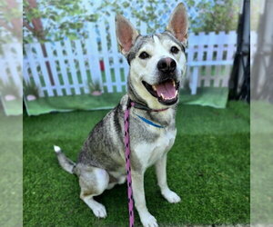 Siberian Husky Dogs for adoption in Long Beach, CA, USA