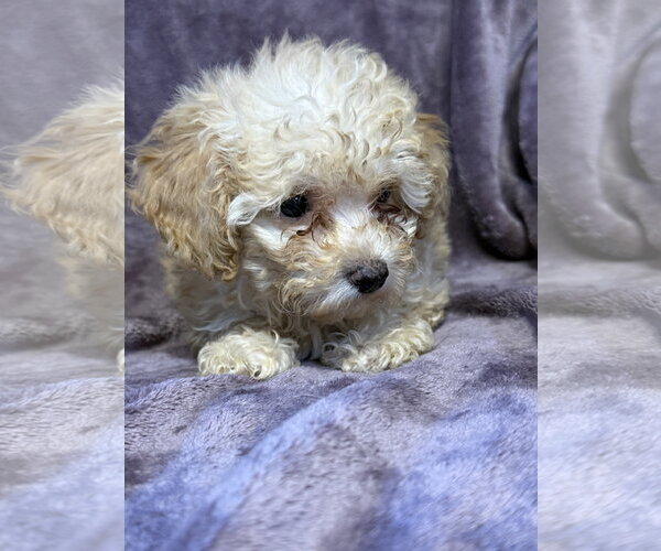 Medium Photo #3 Poodle (Miniature)-Unknown Mix Puppy For Sale in Pacolet, SC, USA