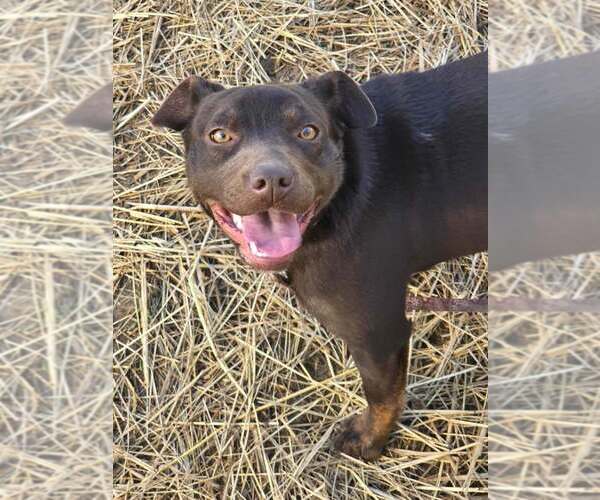 Medium Photo #5 Mutt Puppy For Sale in Candler, NC, USA