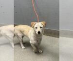 Small Mutt
