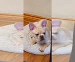 Small Photo #13 French Bulldog Puppy For Sale in LEES SUMMIT, MO, USA