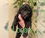 Small Photo #21 Goldendoodle-Poodle (Standard) Mix Puppy For Sale in GRESHAM, OR, USA