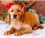 Small Photo #27 Golden Retriever Puppy For Sale in WAKARUSA, IN, USA