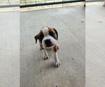 Puppy Puppy 2 Boxer