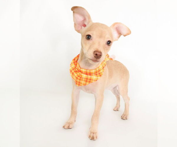 Medium Photo #5 Chihuahua-Unknown Mix Puppy For Sale in phoenix, AZ, USA