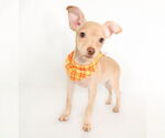 Small #4 Chihuahua Mix