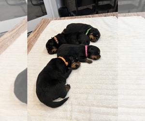 Rottweiler Puppy for sale in MADERA, CA, USA