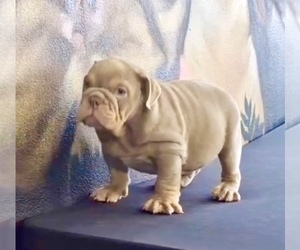 English Bulldog Puppy for Sale in BERKELEY, California USA