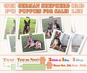 German Shepherd Dog Puppy for sale in SANTA FE, TX, USA