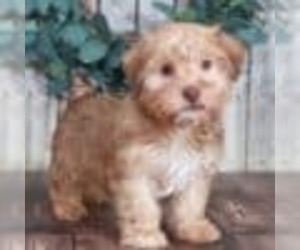 Shorkie Tzu Puppy for sale in MOUNT VERNON, OH, USA