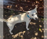Small #1 Mutt