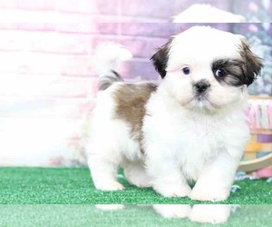 Shih Tzu Puppy for sale in BEL AIR, MD, USA
