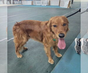 Golden Retriever Dogs for adoption in Bonita Springs, FL, USA