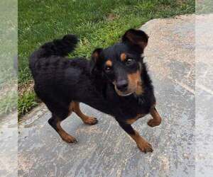Mutt Dogs for adoption in New Oxford , PA, USA