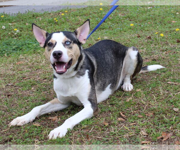 Medium Photo #3 Siberian Husky-Unknown Mix Puppy For Sale in Prattville, AL, USA