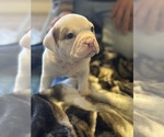 Puppy Lily Olde English Bulldogge