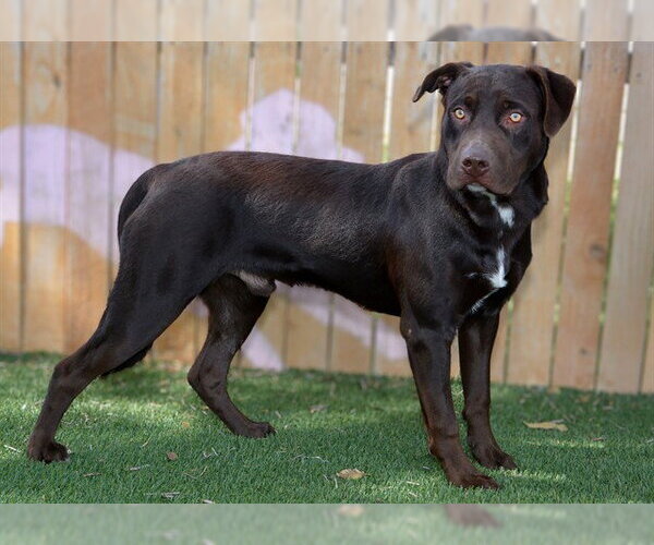 Medium Photo #1 Labrador Retriever Puppy For Sale in West Valley, UT, USA