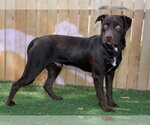 BEANS - Male Labrador Retriever Dog for Adoption - Small photo